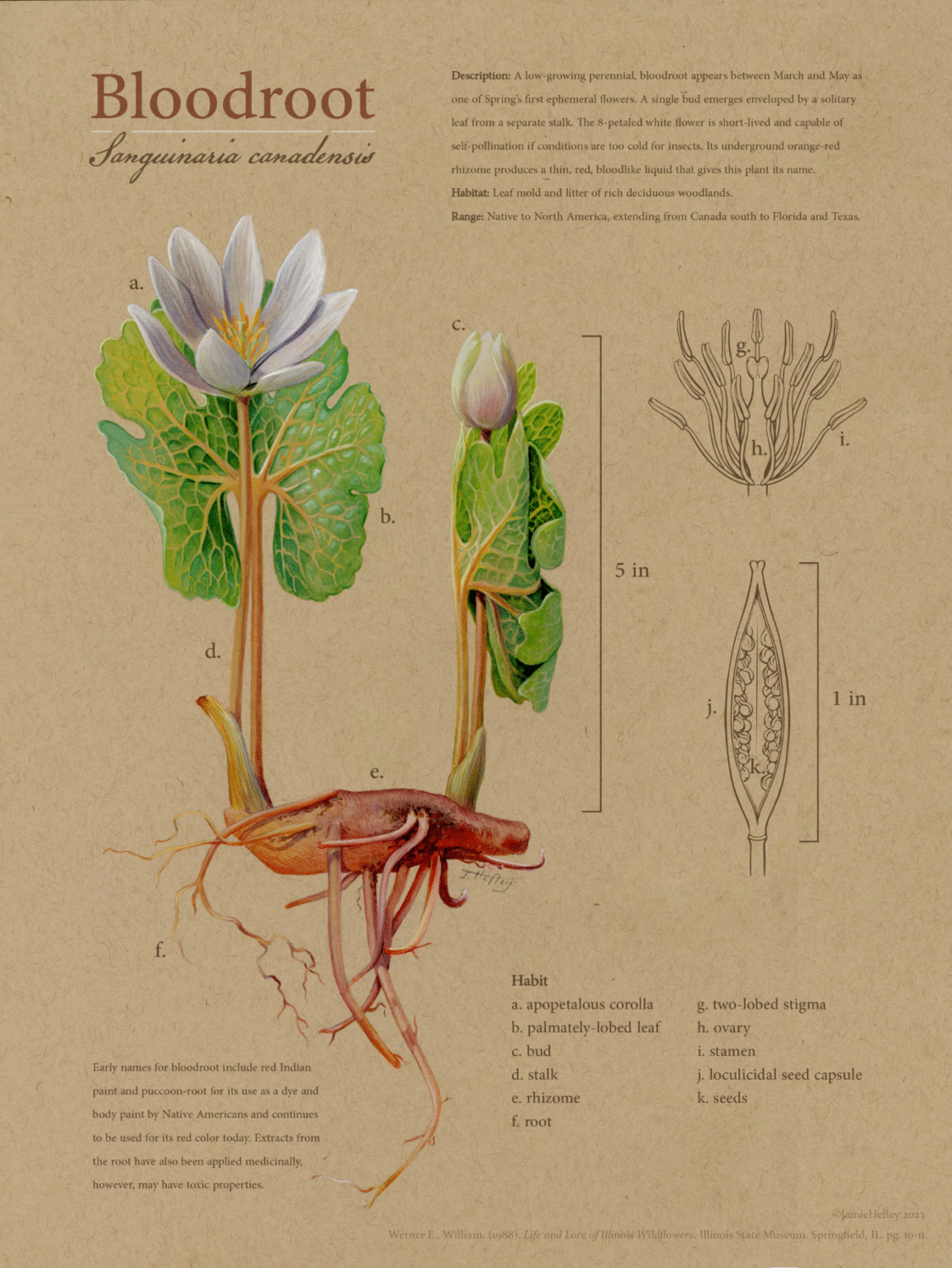Bloodroot Botanical Plate – Hefleyvisuals
