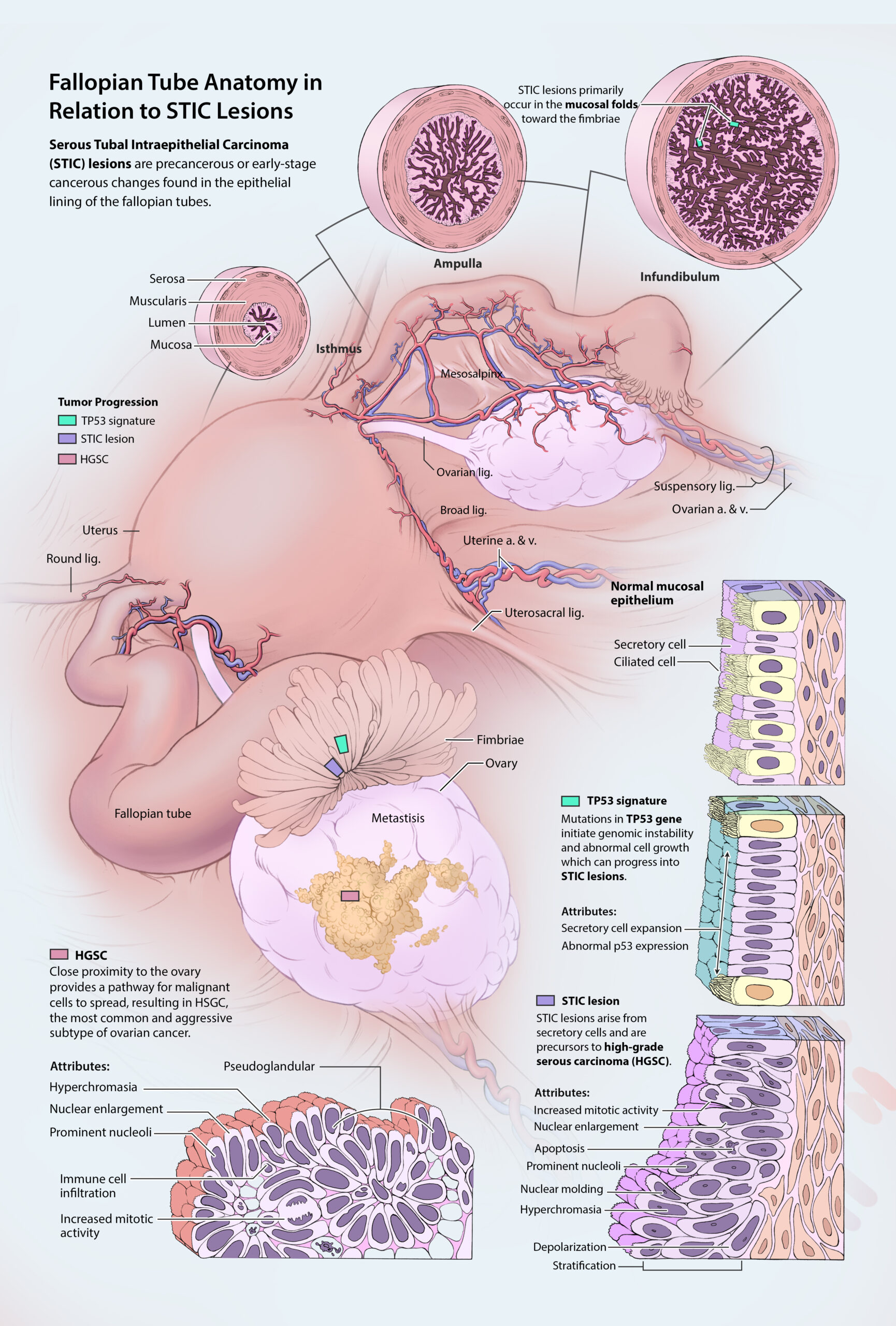 Draft Illustration Flat Color