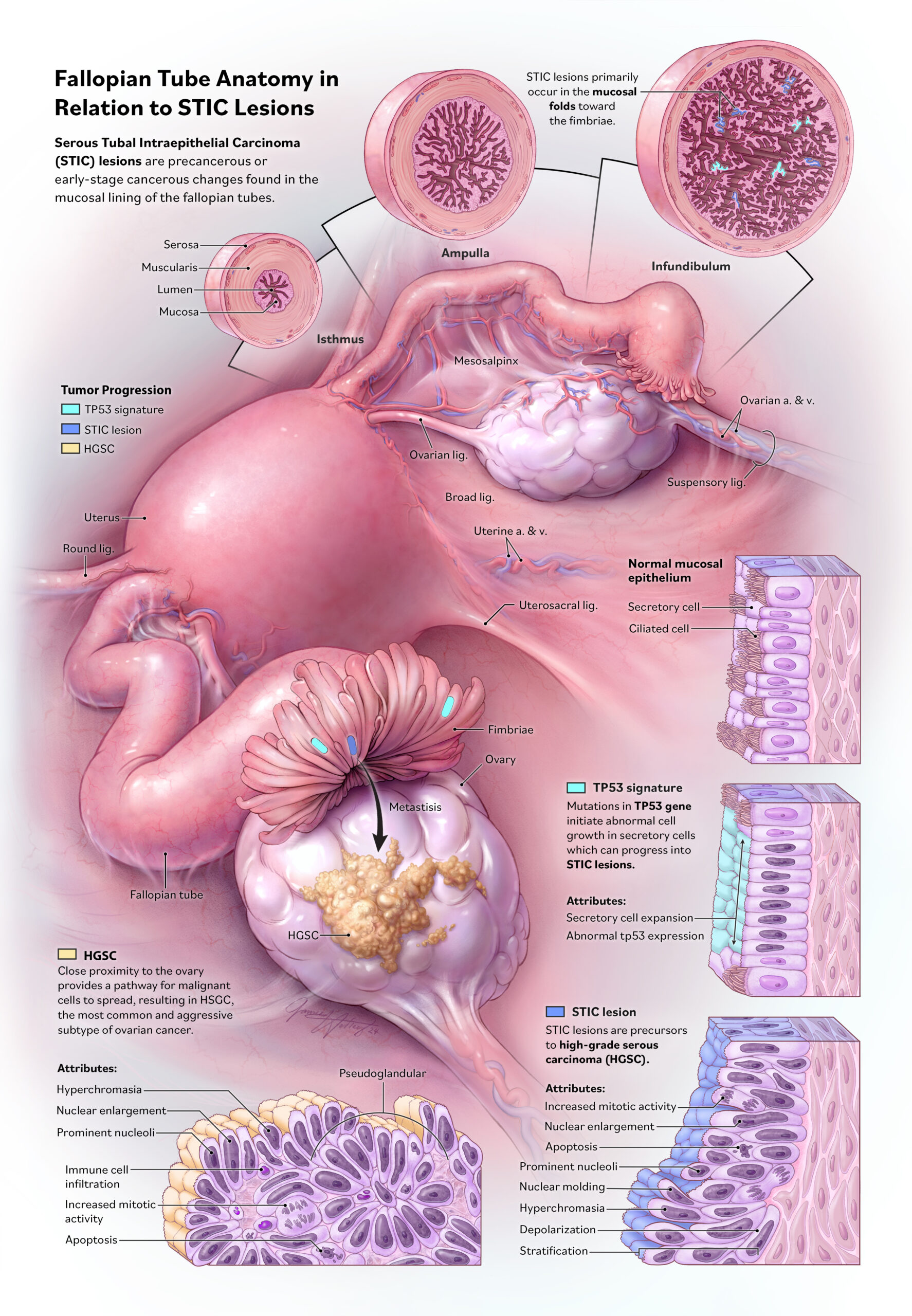 Hefley-Jamie_III_Anat_Critique