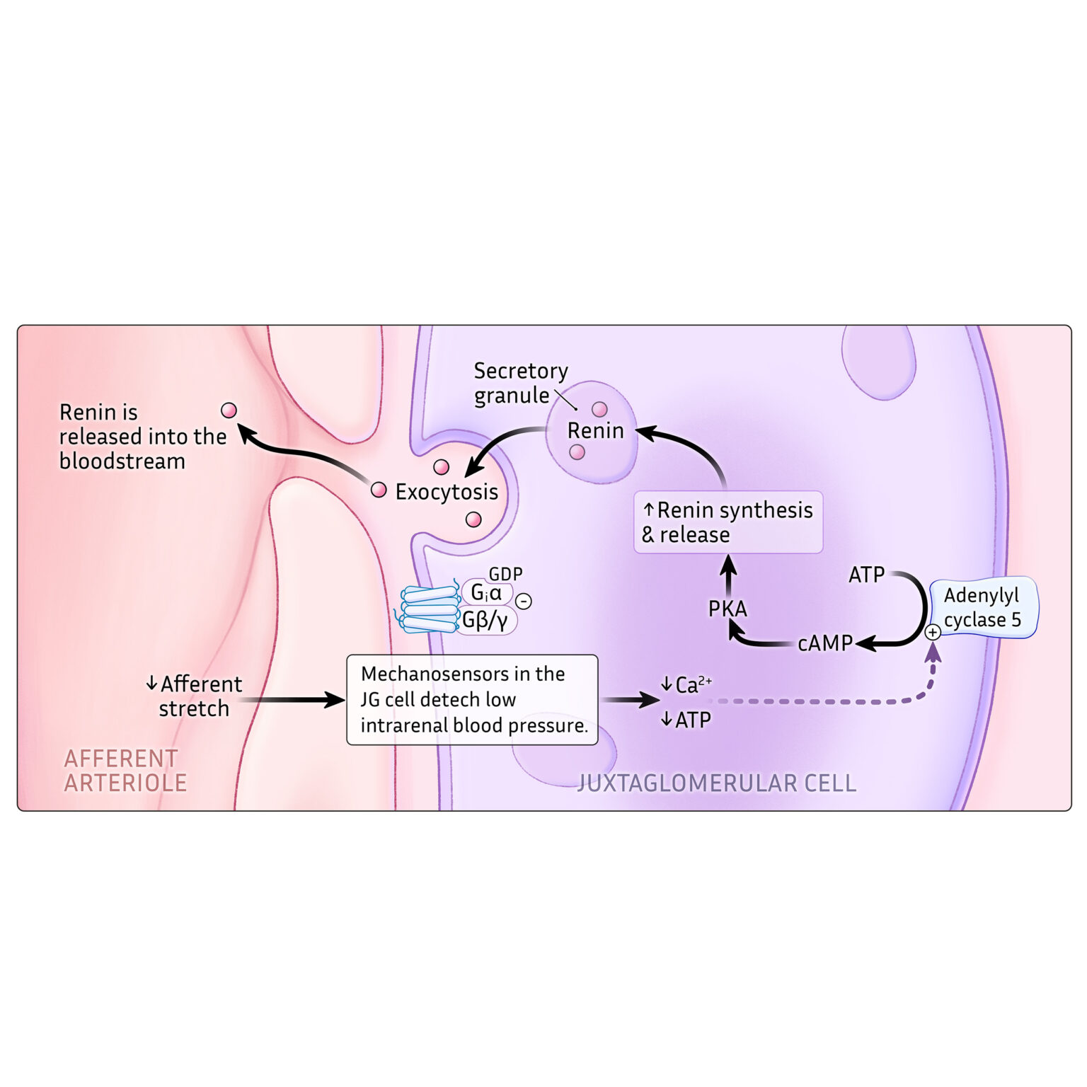 Baroreceptor mechanism