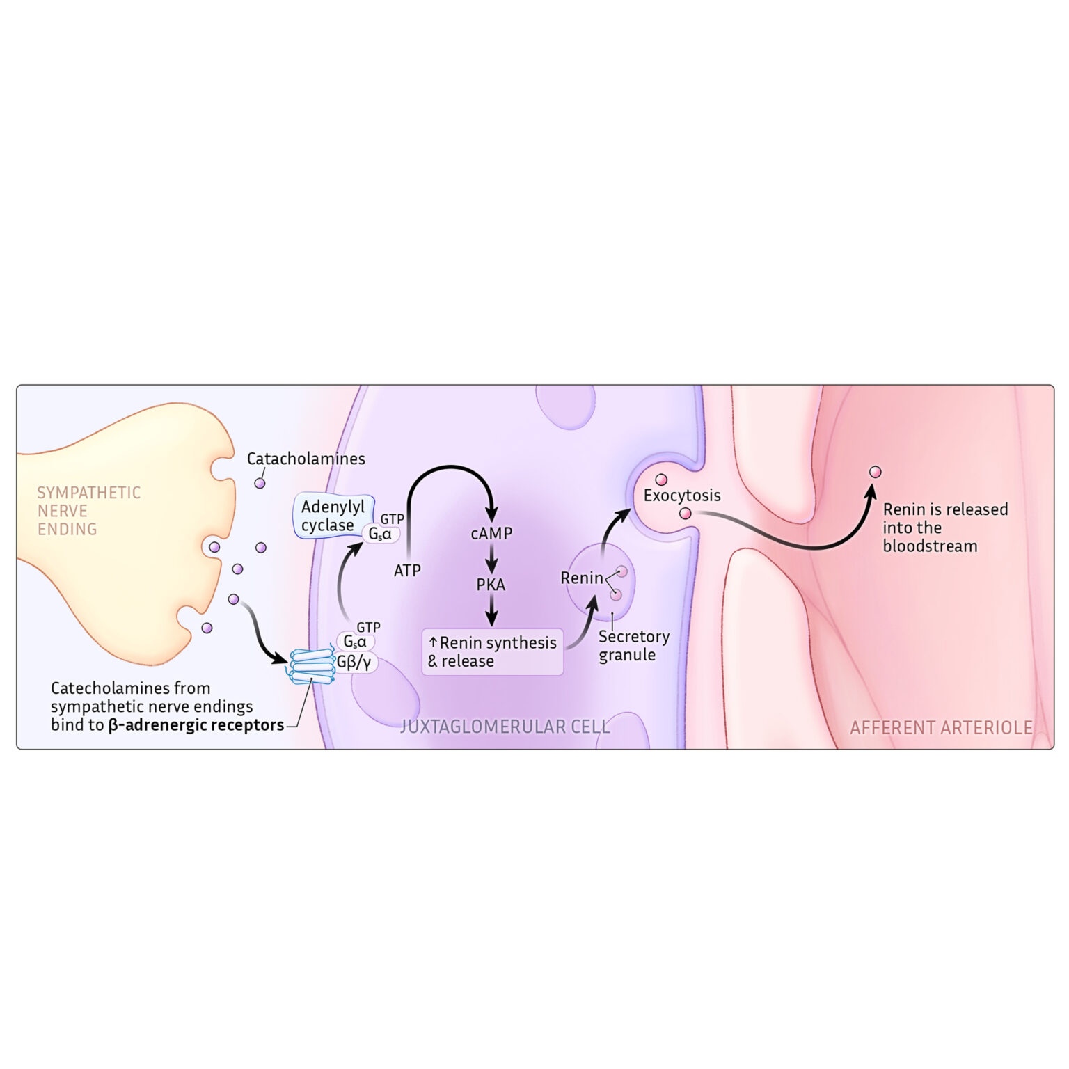 β-adrenergic stimulation