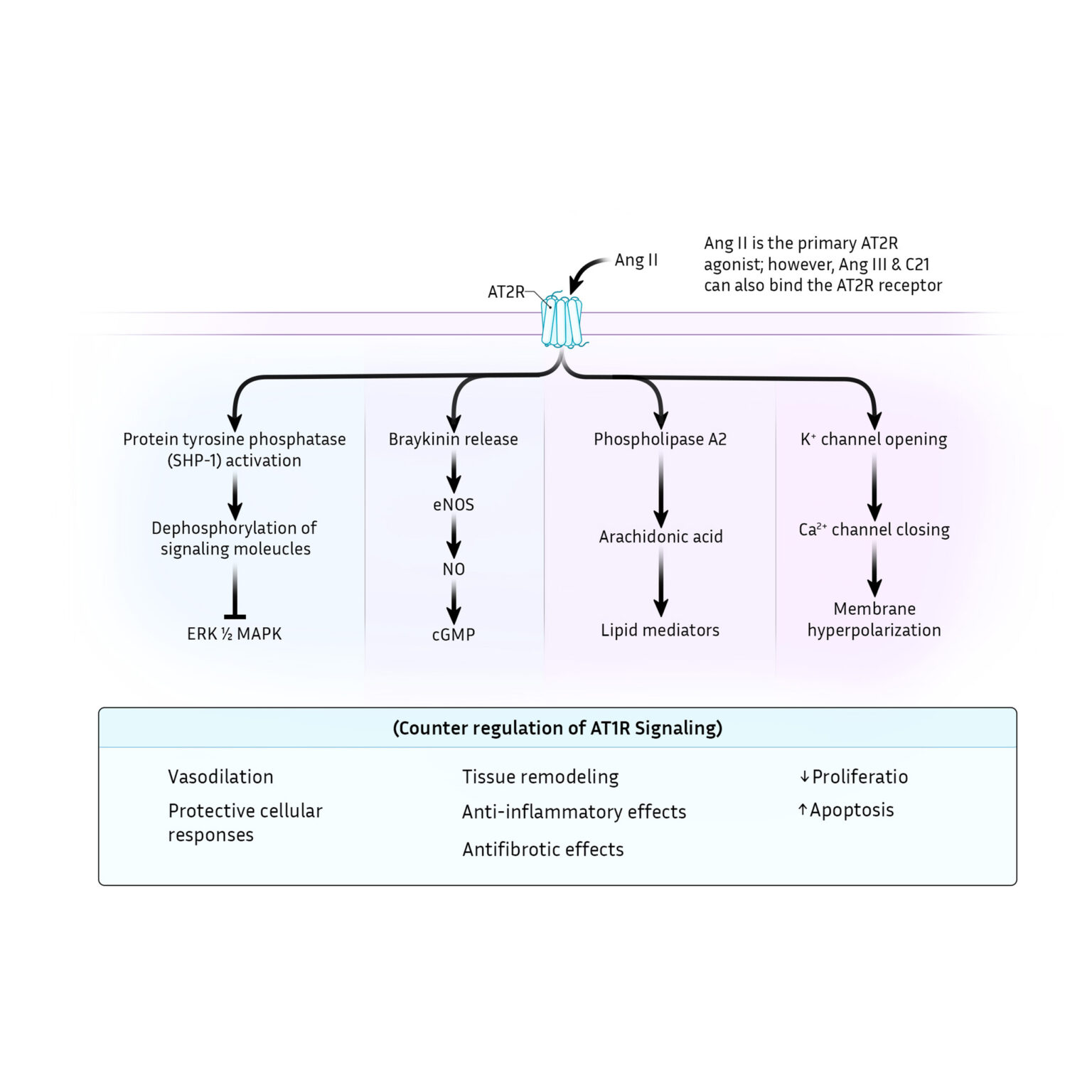 AT2R signaling pathway and downstream effects
