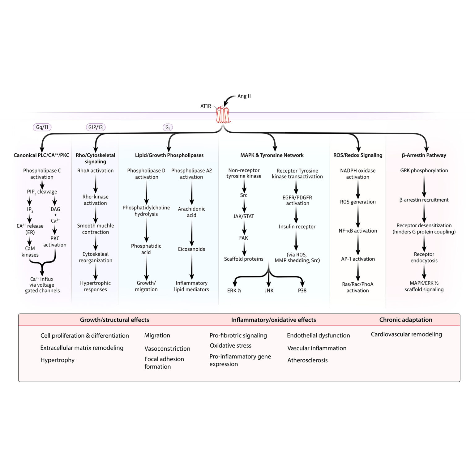 AT1R signaling pathways and downstream effects
