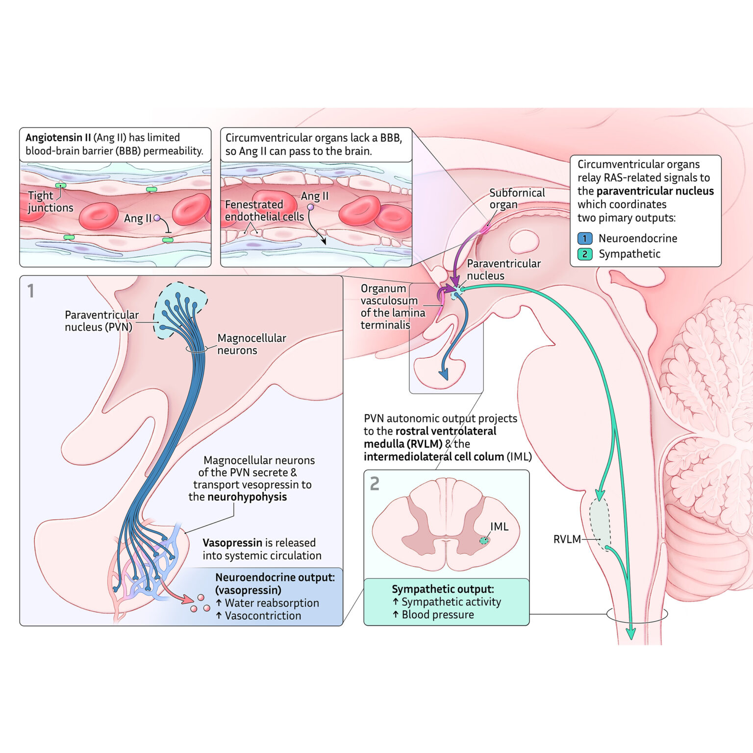 Angiotensin II signaling in the brain