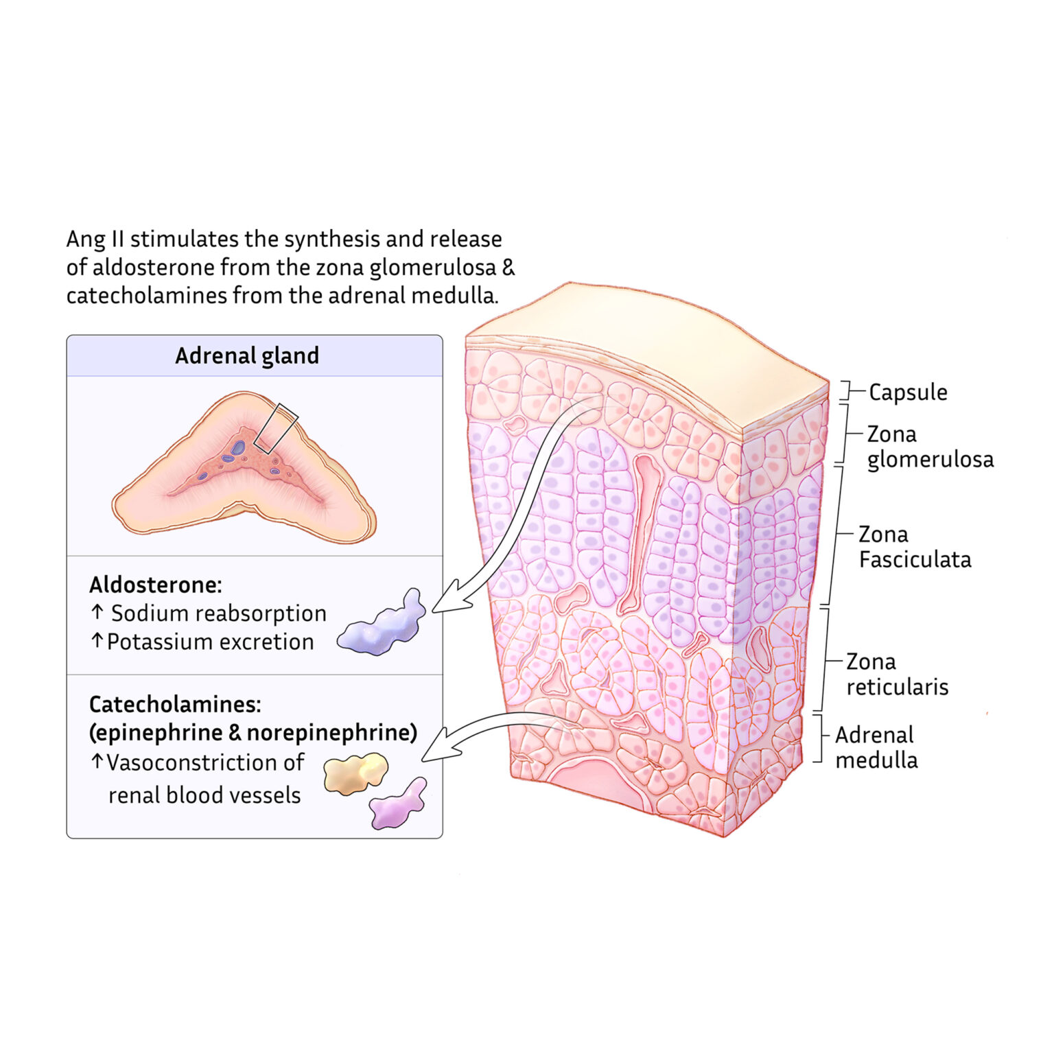 Angiotensin II signaling in the adrenal gland