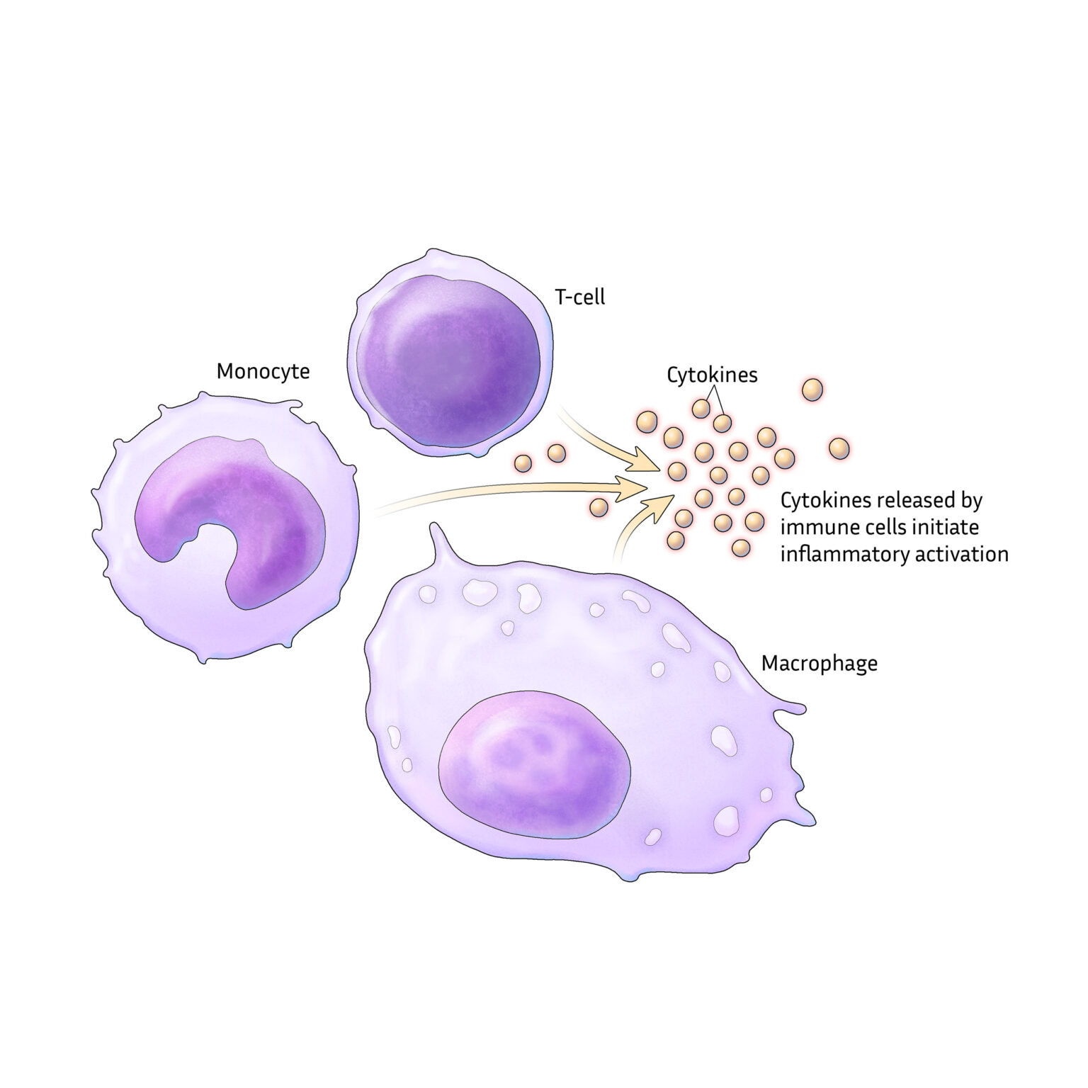 Immune cell inflammatory signaling