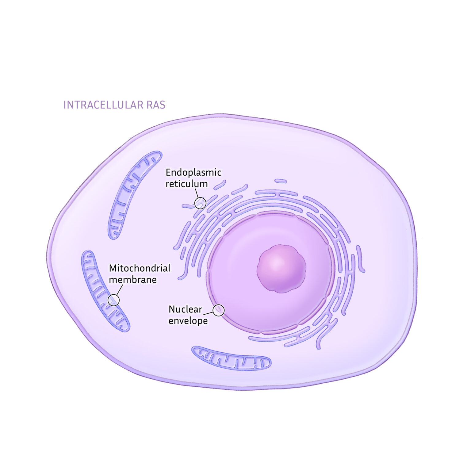 Intracellular RAS receptor localities