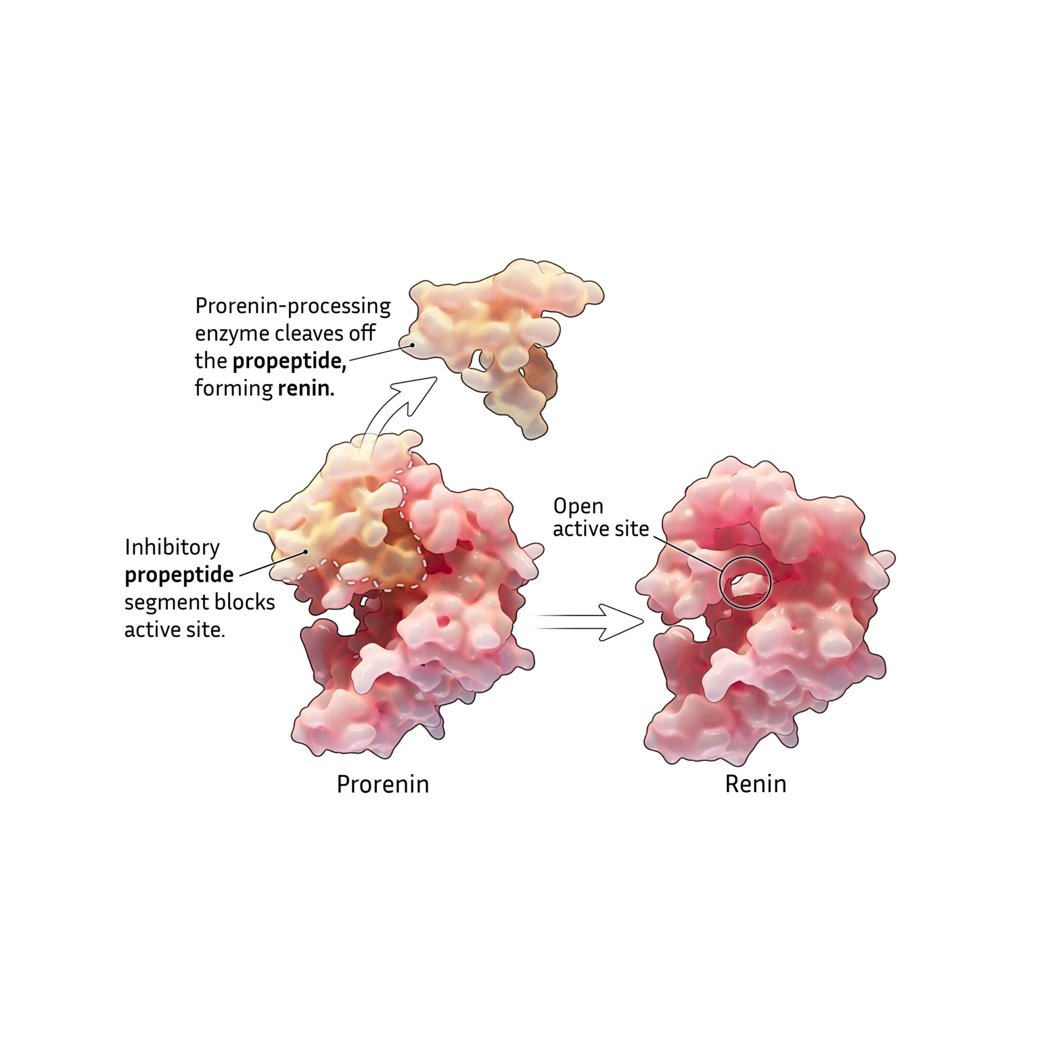 Proteolytic activation of renin