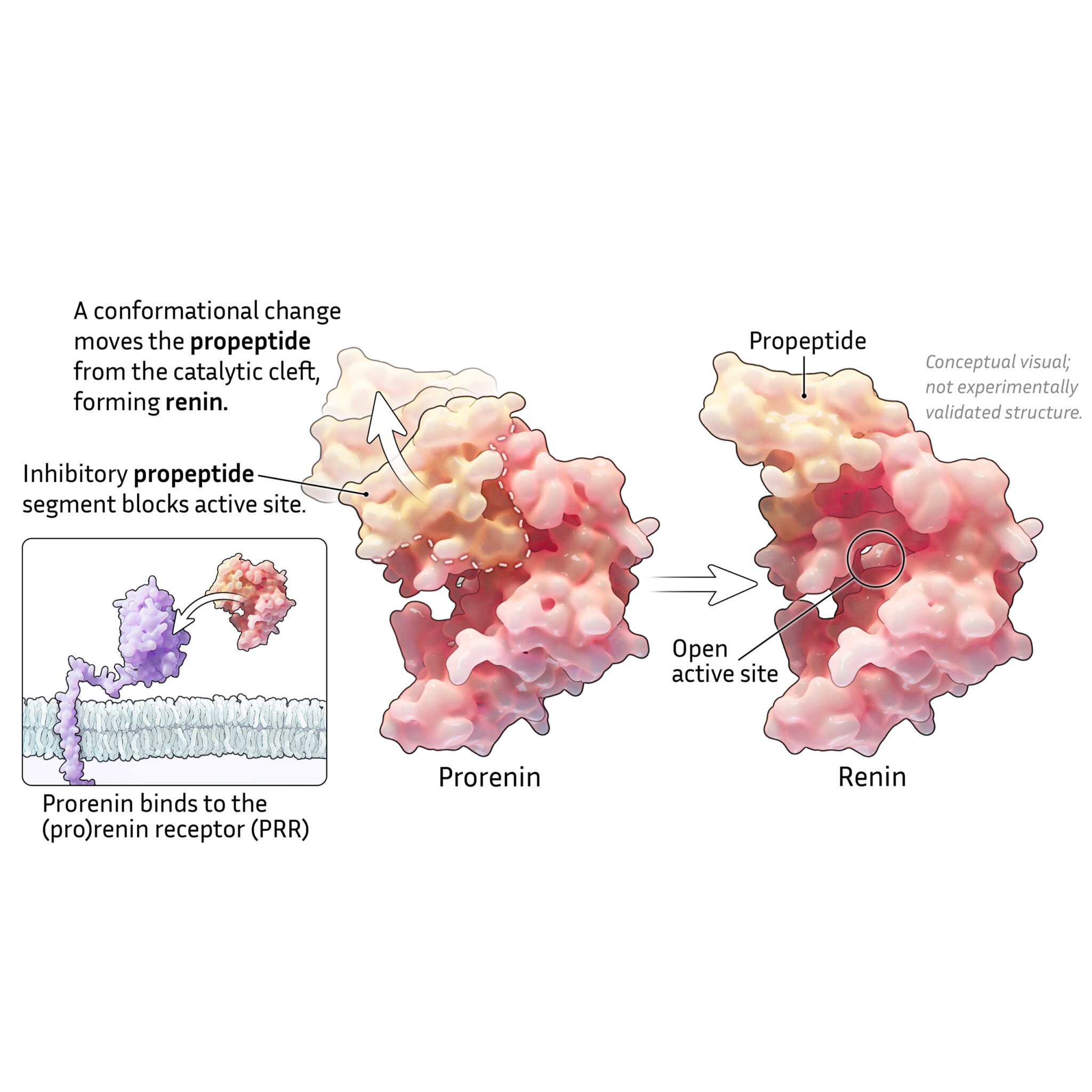 Nonproteolytic activation of renin