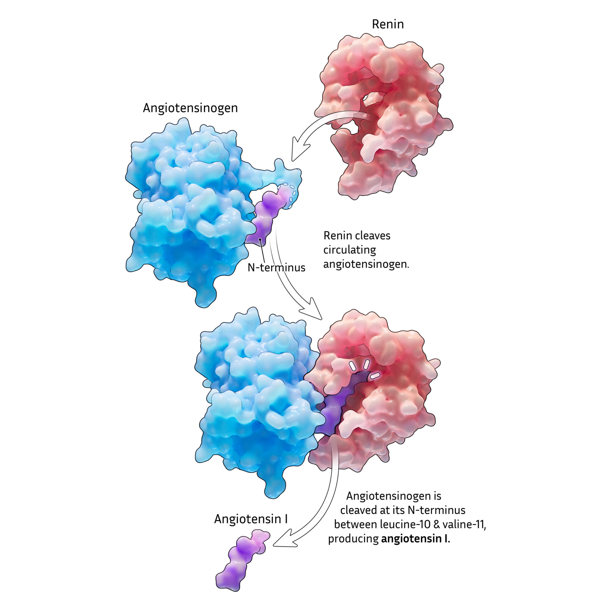 Renin cleaves angiotensinogen to angiotensin I