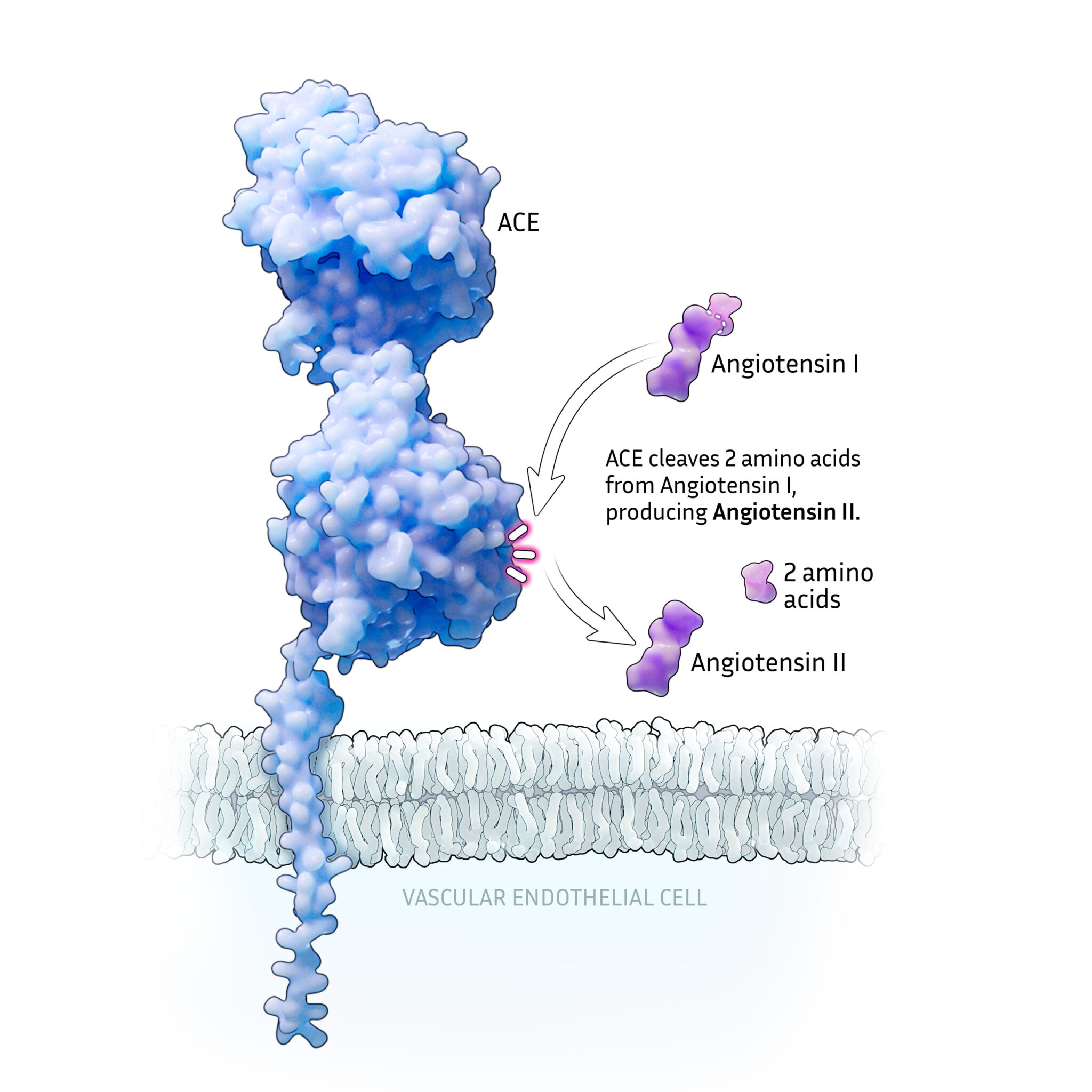 Angiotensin-converting enzyme converts angiotensin I to angiotensin II