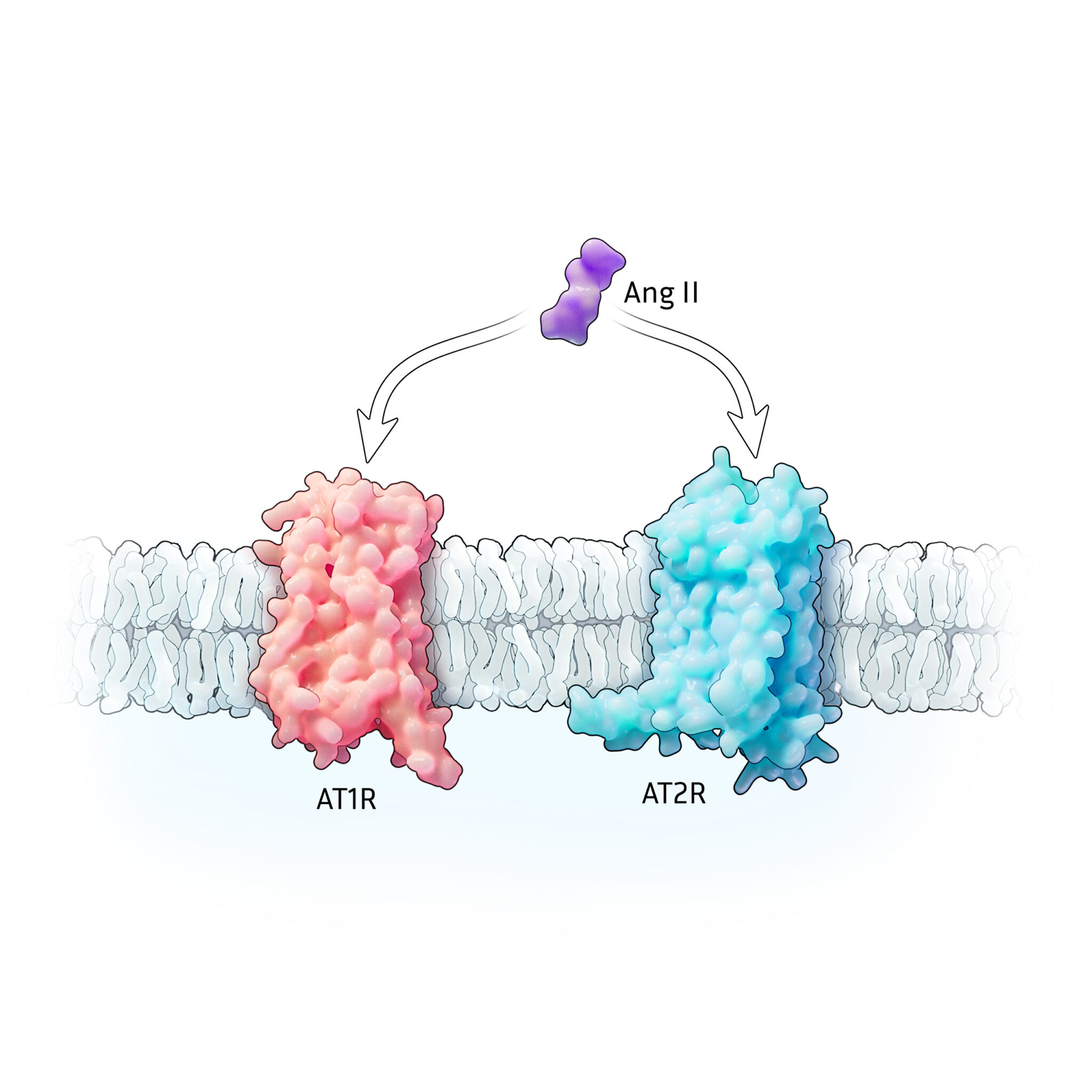 Angiotensin II targets AT1 and AT2 receptors