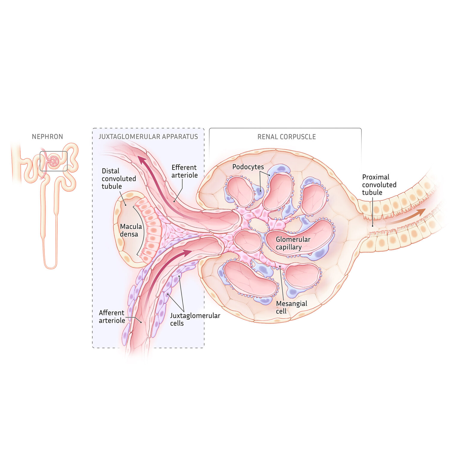 Juxtaglomerular apparatus
