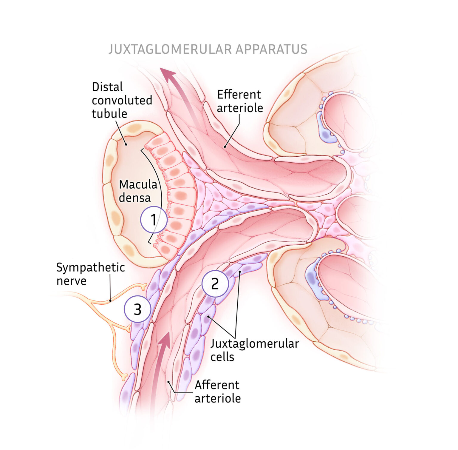 Juxtaglomerular apparatus components of renin release