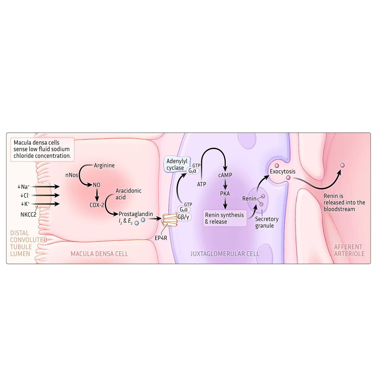 Macula densa signaling