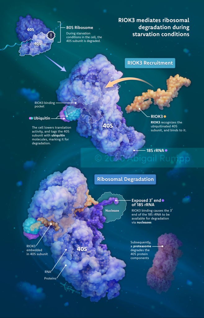 RIOK3 mediates ribosomal degradation during starvation conditions