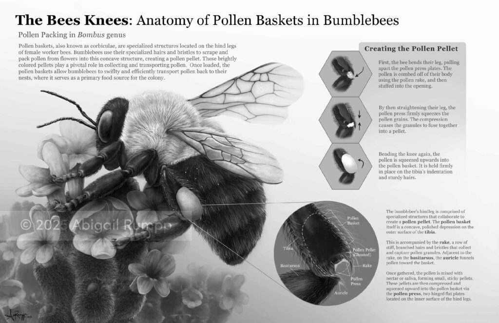 The Bee's Knees: Anatomy of the Pollen Basket