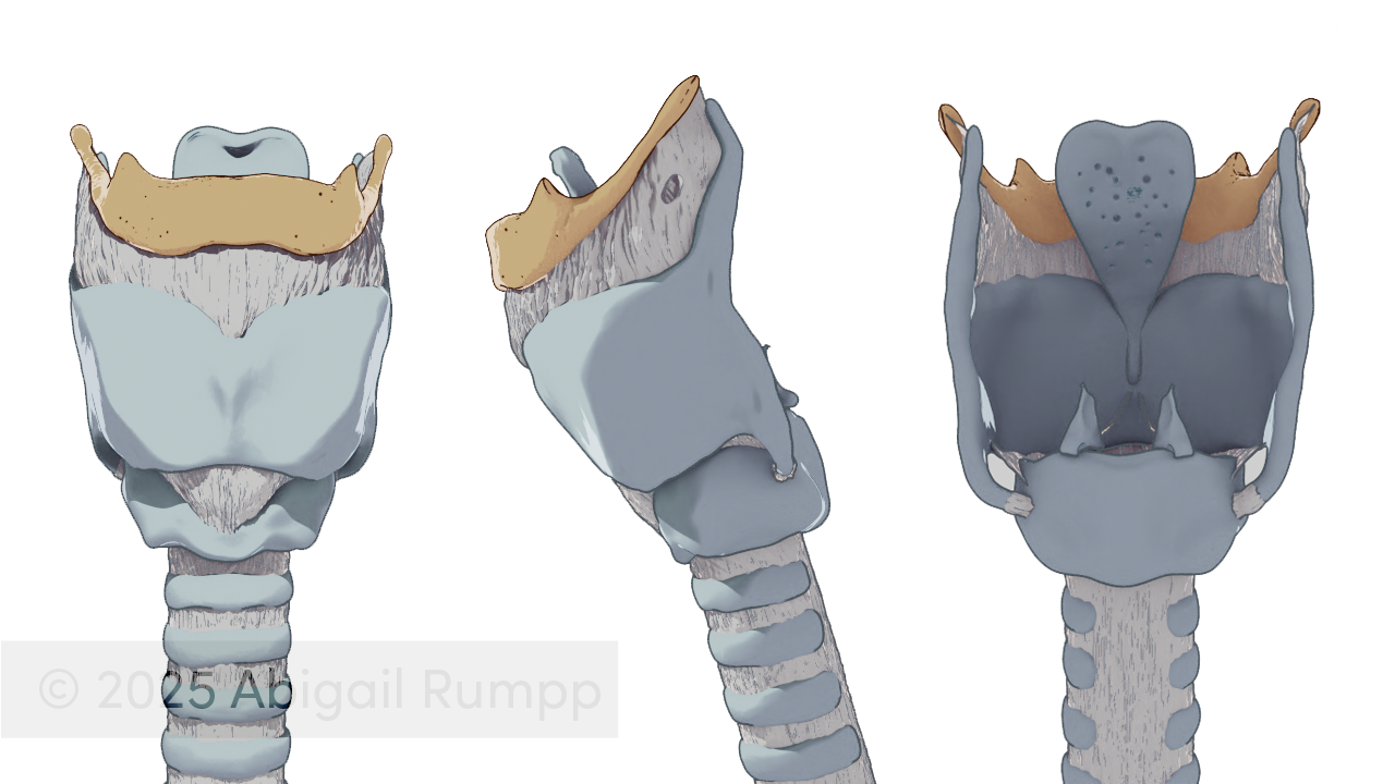 Larynx cartilage render (1)