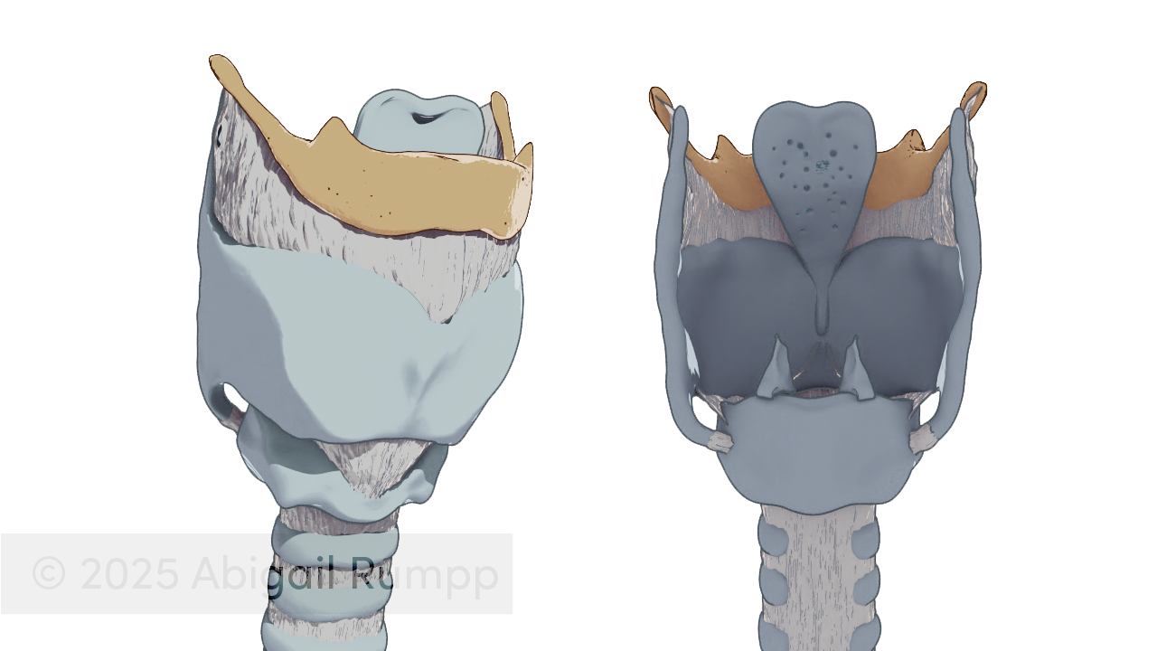 Larynx cartilage render (2)