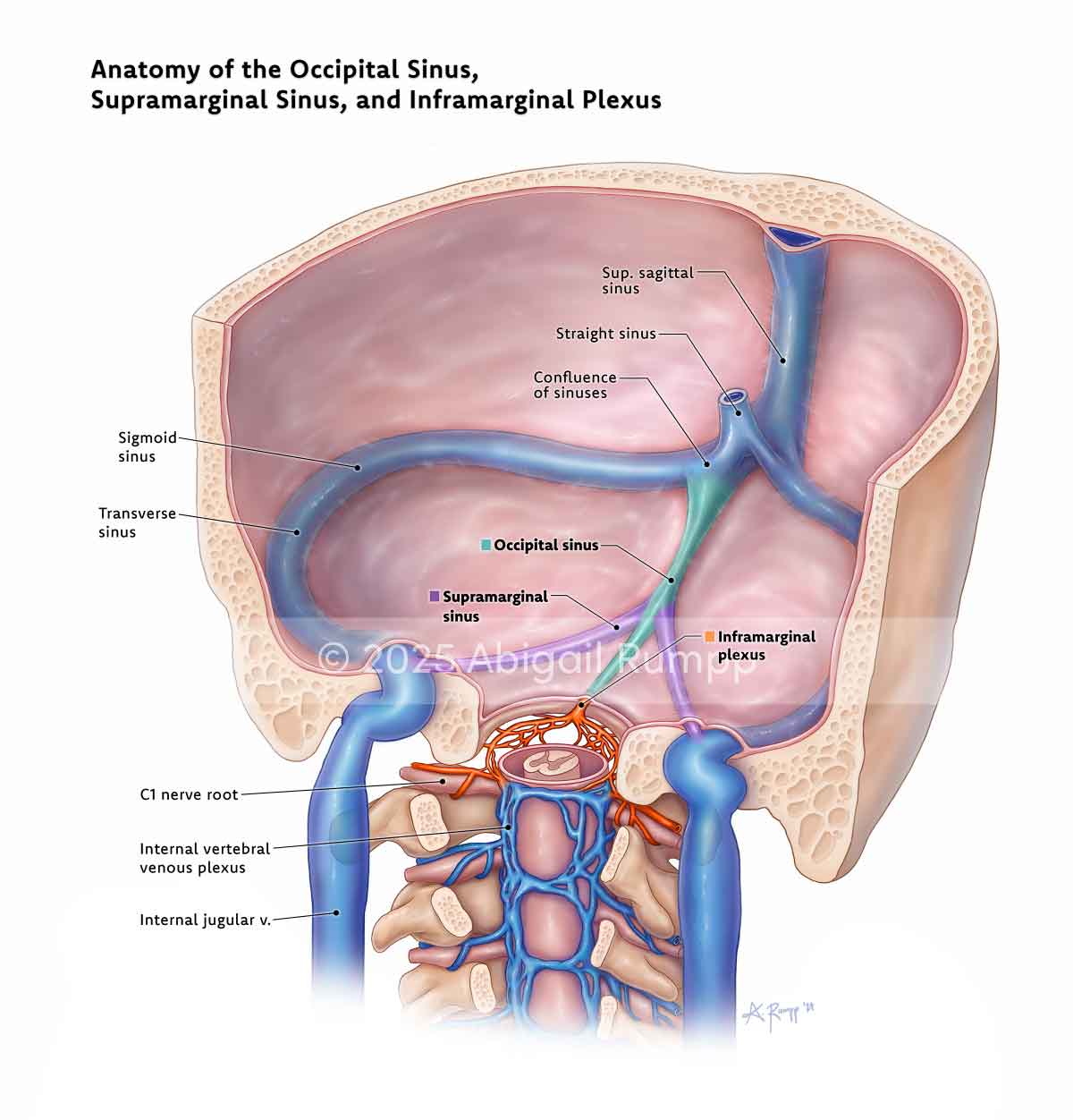 Anatomy of the Occipital Sinus, Supramarginal Sinus, and Inframarginal Plexus