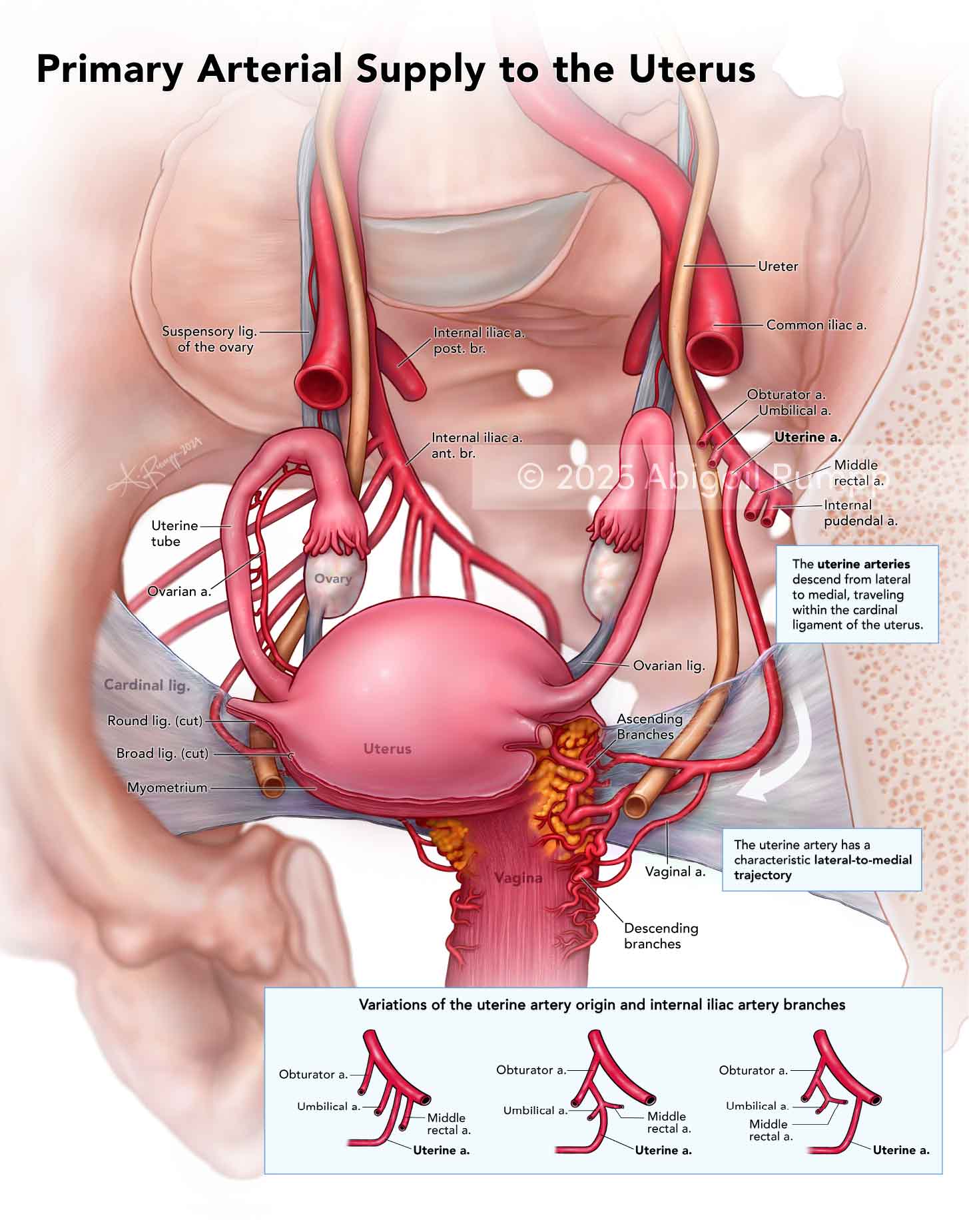 Primary Arterial Supply to the Uterus